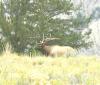 PICTURES/Yellowstone National Park - Day 1/t_Male Elk3.JPG